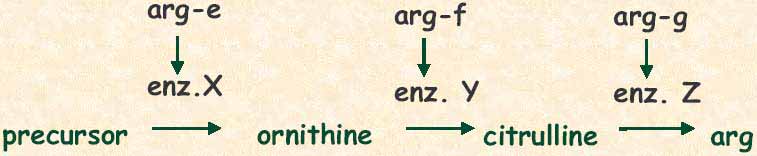 Geny kodują białka Jeden gen - jeden enzym auksotrofy niezdolne do wzrostu bez argininy trzy grupy komplementacji - trzy różne geny niezbędne na różnych etapach biosyntezy