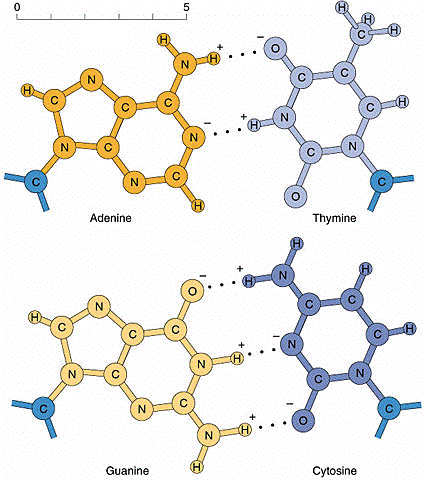 Struktura DNA Watson i Crick: podwójna helisa