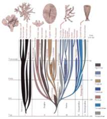 Dowody na istnienie ewolucji 1. Rozprzestrzenienie geograficzne 2. Dowody anatomiczne a. Homologia b. Obecność narządów szczątkowych c. Embriologia 3. Genetyka 4.