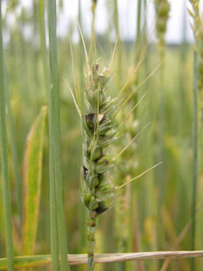 Why seed from organic breeding gardens? / Dlaczego materiał siewny z ekologicznych szkółek hodowlanych?