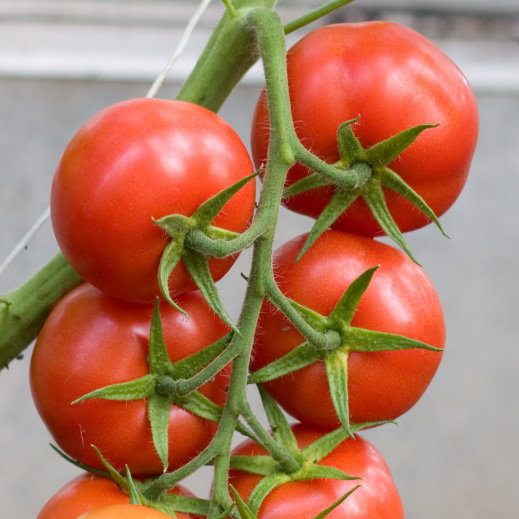 Achievements of organic breeding / Sukcesy hodowli ekologicznej Kultursaat e.v. (Association of biodynamic vegetable breeders) participative work, regional und organic / Stowarzyszenie Kultursaat e.v. (biol.