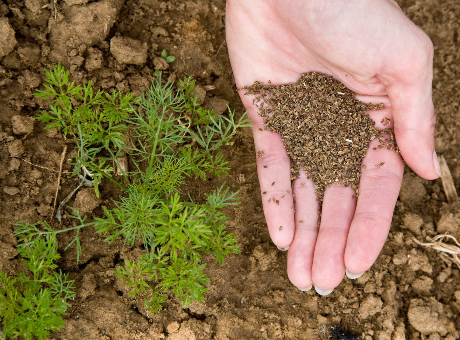 Seed basis for our food /