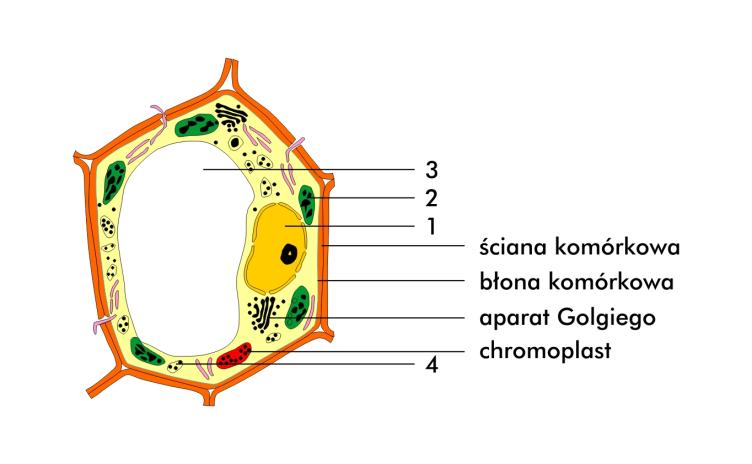 Zadanie 18. (0 1) W roztworze wodnym chloru (wodzie chlorowej) zachodzi reakcja opisana równaniem: Cl 2 + H 2 O = HCl + HClO Wodę chlorową charakteryzuje A. odczyn zasadowy i ph < 7. B.