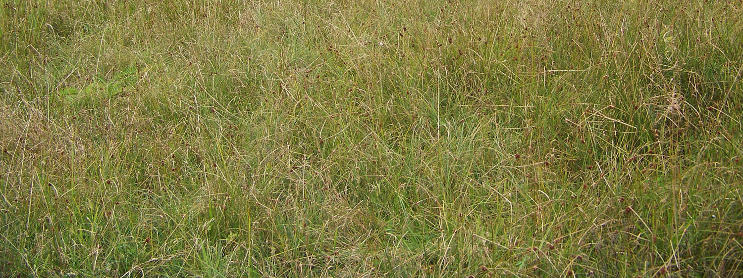 Do największych zagrożeń torfowisk alkalicznych należą niekorzystne zmiany stosunków wodnych (m.in. melioracje odwadniające, regulacje cieków wodnych, budowa zbiorników retencyjnych i in.
