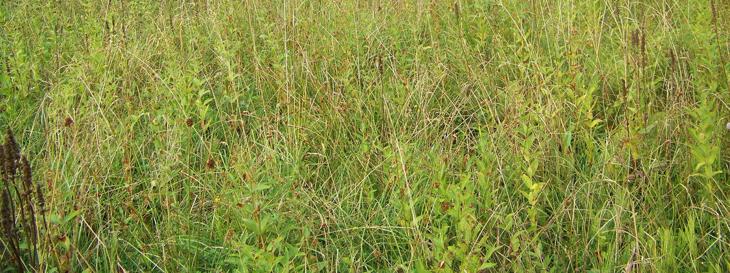 Carex flava. Warstwa mszysta również osiąga niewielkie zwarcie i jest pofragmentowana. Torfowisko przesycha od brzegów do części centralnej co prawdopodobnie jest przyczyną zmian w szacie roślinnej.