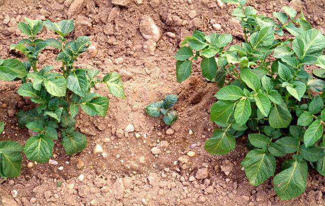 Objawy Rhizoctonia solani Szkody przy