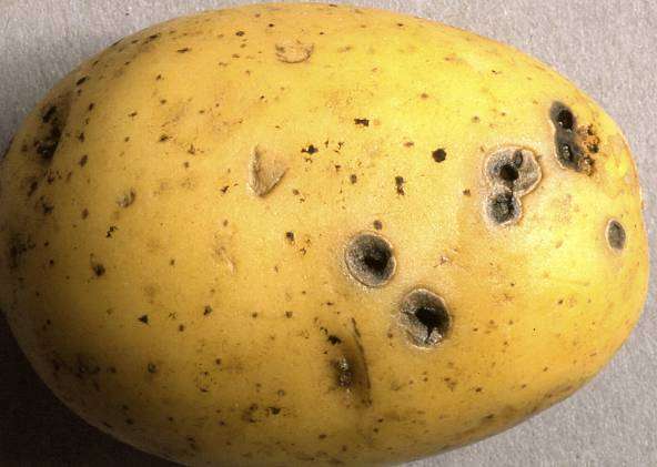 Objawy Rhizoctonia solani Na bulwach