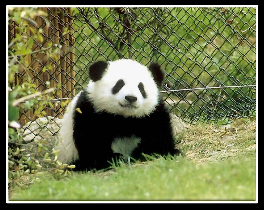 Dzień 7: 4 września 2012 : Chengdu Zwiedzanie centrum hodowli pandy wielkiej w Chengdu Po południu przejazd do miasta Guanhan.