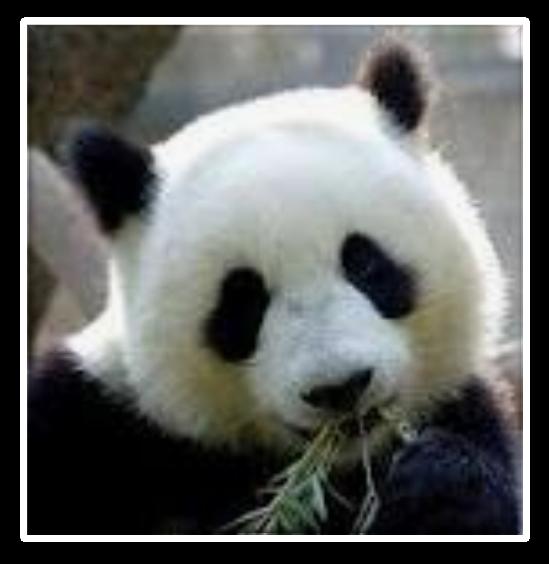 Dzień 7: 4 września 2012 : Chengdu Panda wielka zamieszkuje łańcuchy górskie położone w prowincjach Syczuan, Gansu i Shanxi.