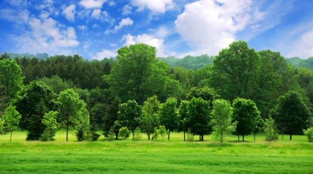 Zalesienia gruntów rolnych i gruntów innych niż rolne - powiększenie obszarów leśnych poprzez zalesianie; - utrzymanie i wzmocnienie ekologicznej stabilności obszarów