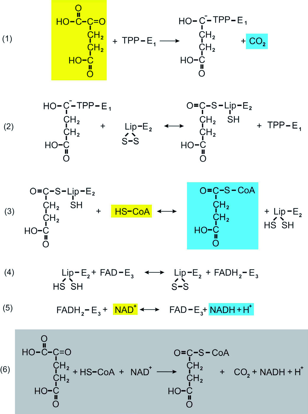 Kompleks dehydrogenazy 2-oksoglutaranowej i wielopłaszczyznowa regulacja  aktywności kompleksu - PDF Free Download