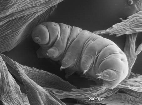 (Tardigrada Niesporczaki) http://globalsoil.biodiversity.