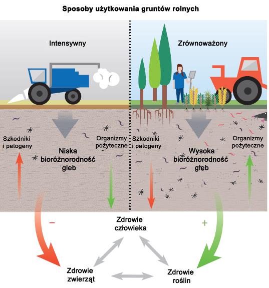 Bioróżnorodność a rolnicze użytkowanie Opracowano na podstawie: Wall, Diana H.; Nielsen, Uffe N.; Six, Johan (2015): Soil biodiversity and human health. w: Nature 528 (7580), s. 69 76. DOI: 10.