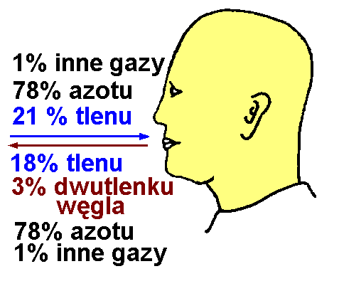 Proces oddychania Oddychanie jest to proces pobierania przez organizm tlenu z powietrza oraz