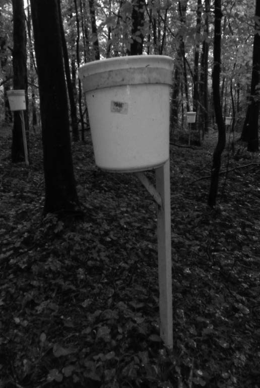 Dynamika opadu organicznego 75 Powierzchnia B na wysokościach od 263 do 265 m n.p.m. charakteryzuje się dominacją starodrzewia sosnowego z pojedynczą i kępową domieszką grabu, buka, klonu, dębu oraz podsadzoną kępowo jodłą.