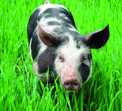 Historia Historia rasy świń, znanych obecnie jako rasa puławska, sięga początków XX wieku.