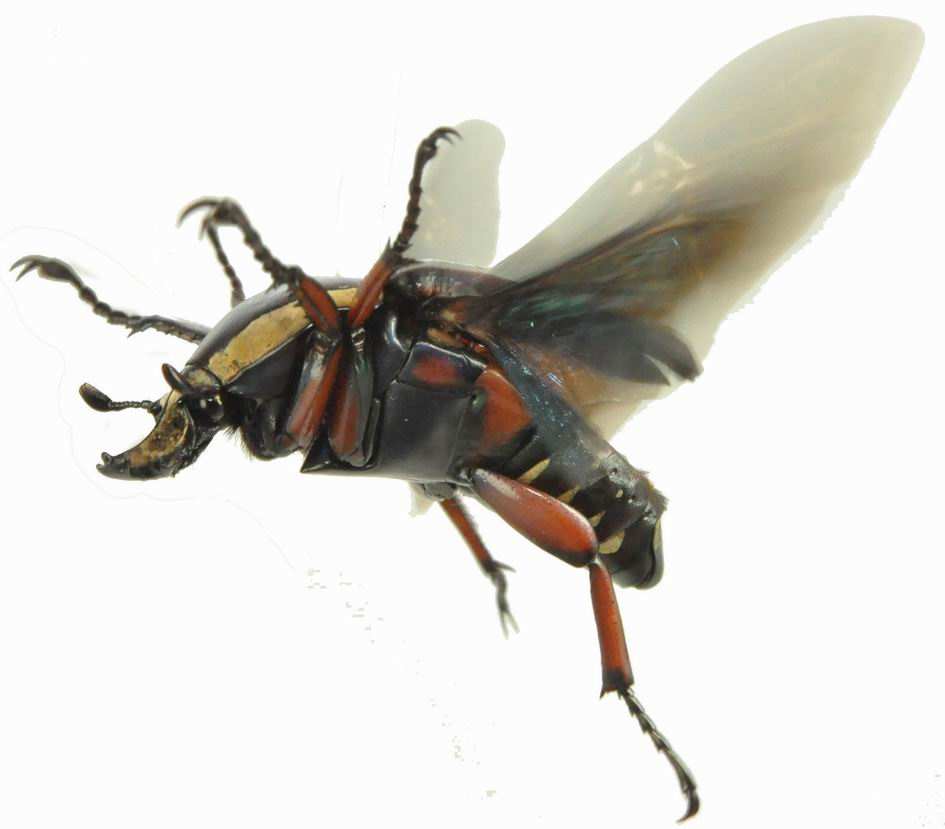 Chrząszcz Pachnoda marginata KOLBE oraz inne próbnie otwiera skrzydła i często nie chowa ich całkowicie, tak jakby planował ich ponowne otwarcie. Kózka Aromia moschata (L.