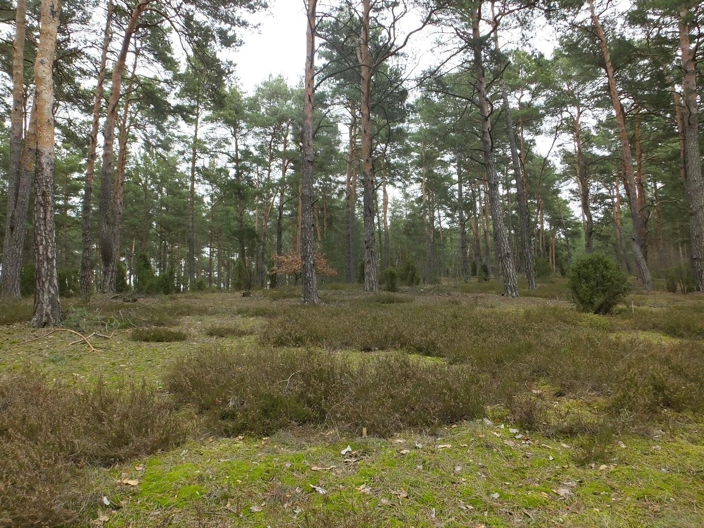 Prognoza oddziaływania na środowisko projektu m.p.z.p. na terenie gminy Solec Kujawski ( ) 18. - Geofabryka DOKUMENTACJA FOTOGRAFICZNA Fotografia 1.