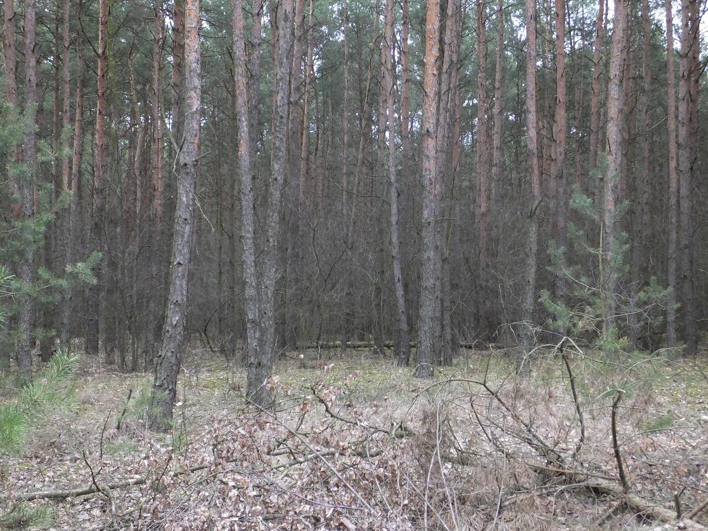 Prognoza oddziaływania na środowisko projektu m.p.z.p. na terenie gminy Solec Kujawski ( ) - Geofabryka Fotografia 3.