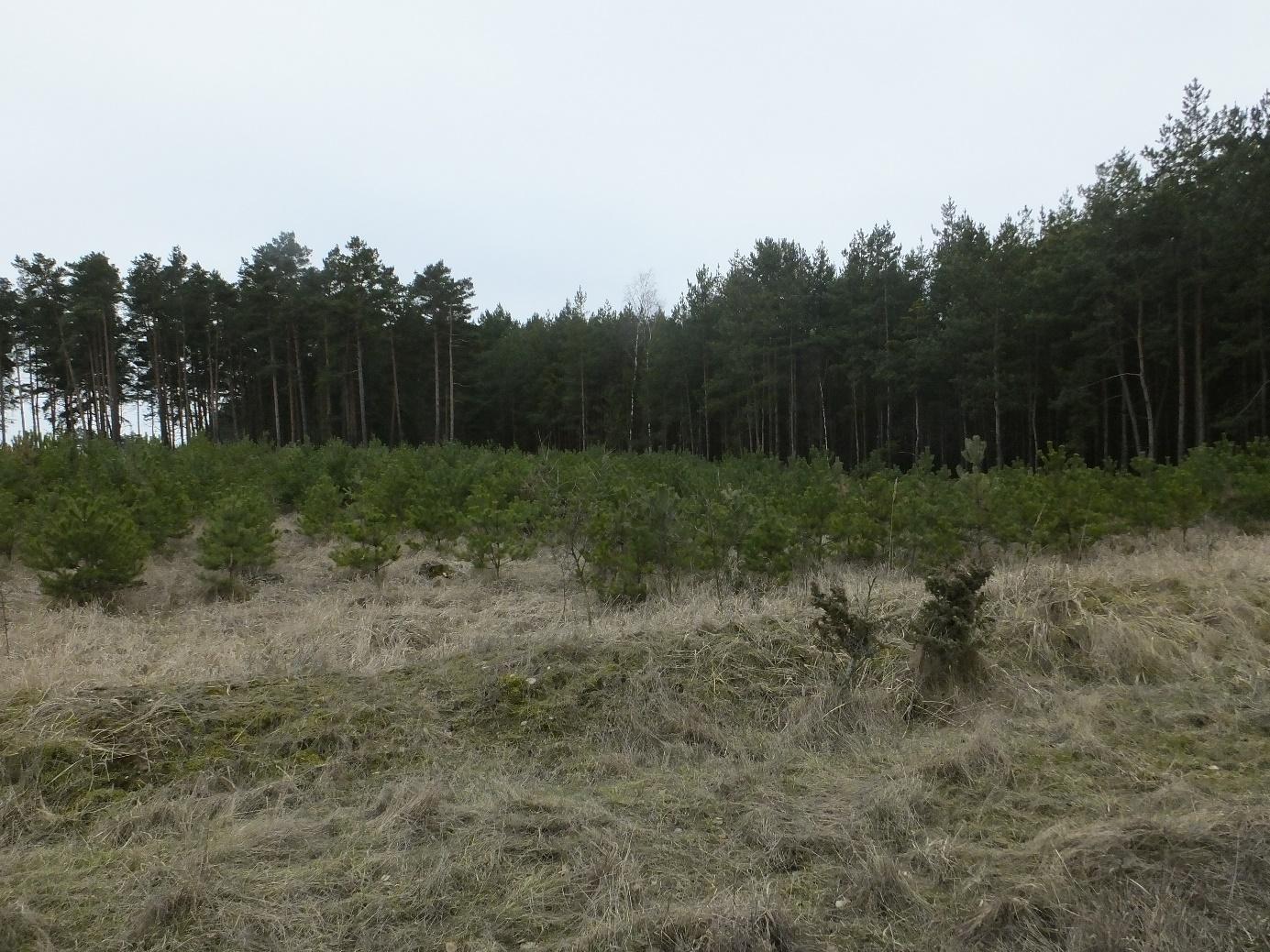 Prognoza oddziaływania na środowisko projektu m.p.z.p. na terenie gminy Solec Kujawski ( ) - Geofabryka 47 Fotografia 5.