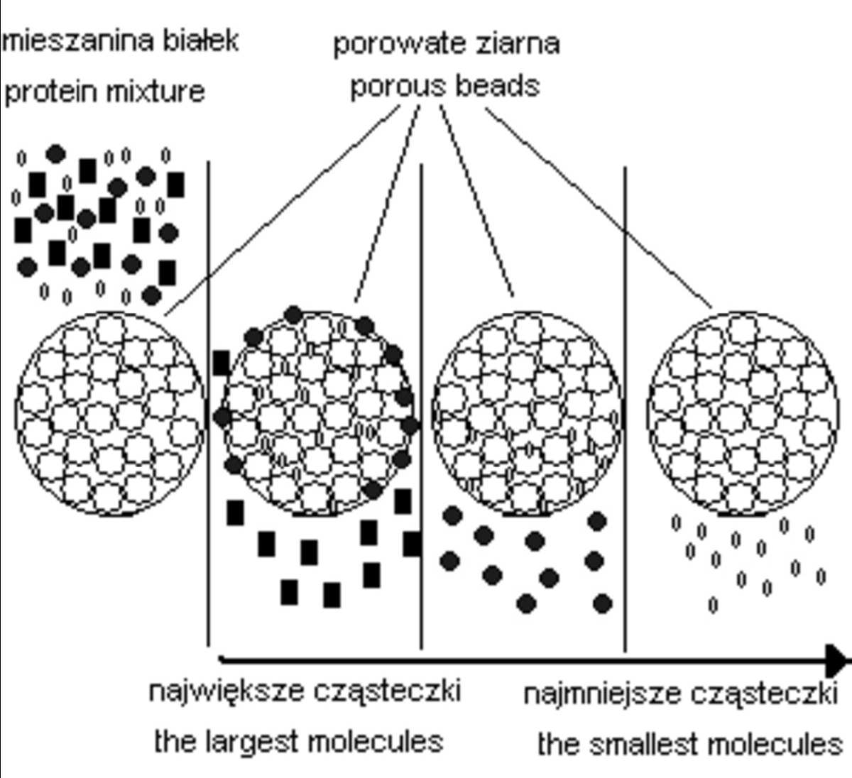 Ryc. 6. Mechanizm separacji cząsteczek na podstawie wielkości i kształtu przy zastosowaniu sączenia molekularnego [1].