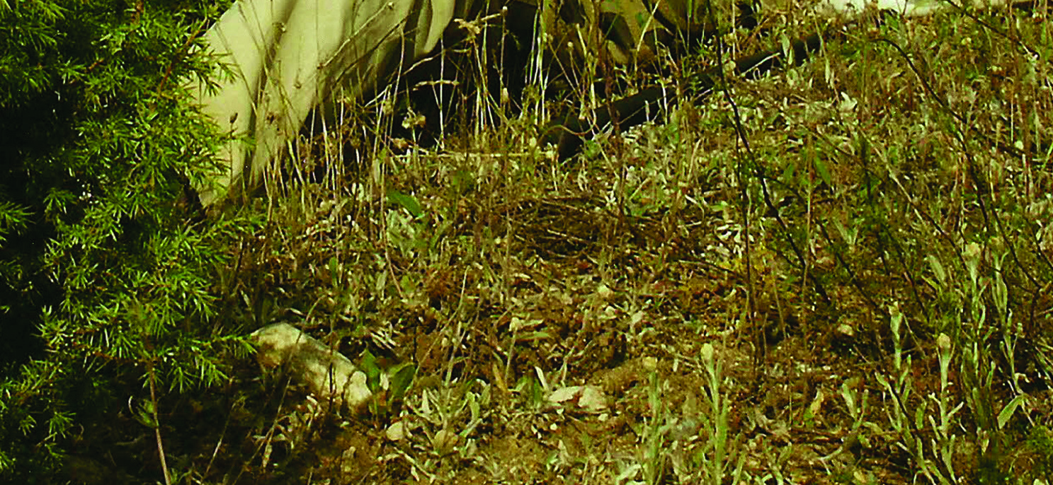 234 Polish Journal of Entomology 82 (4) Fig.