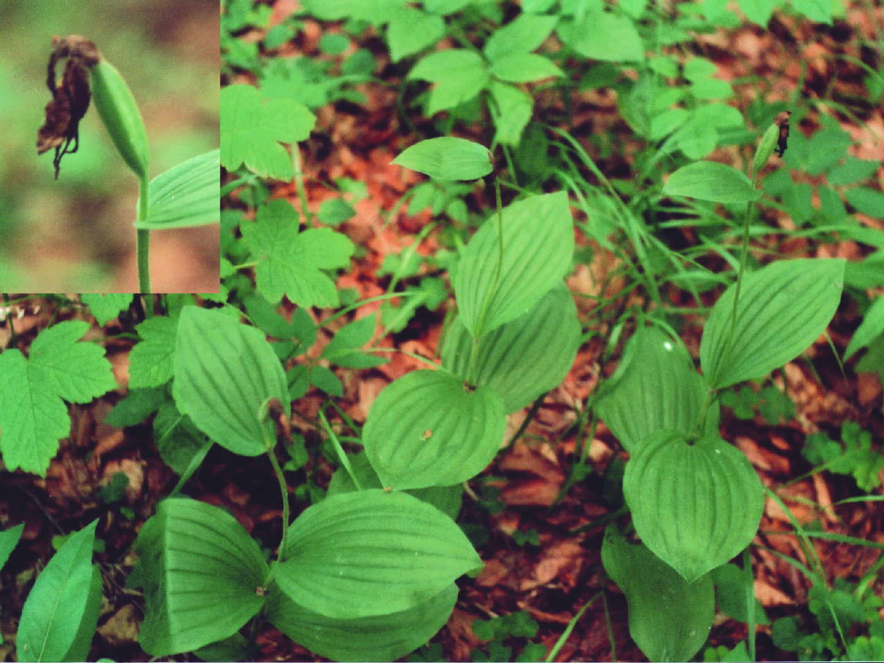 Ryc. 1. Obuwik pospolity w rezerwacie Segiet. Fig. 1. Cypripedium calceolus in the Segiet nature reserve. bachiana, trędownik bulwiasty Scrophularia nodosa i kostrzewa olbrzymia Festuca gigantea.