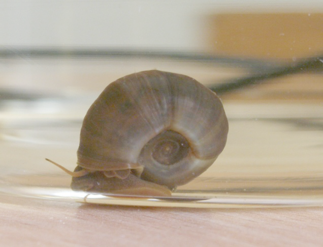 50 Aleksandra Szabelska et al. using a modified technique described in the available literature (GILL and CAIN 1980, YARAYABHAND et al. 1998, VITTURI et al. 2004, GARBAR and GARBAR 2007, LEITAO et al.