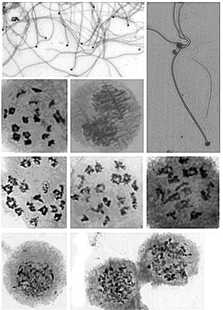 Mitotic and meiotic chromosomes... 53 Fig. 3. Meiotic chromosomes in spermatogenesis.