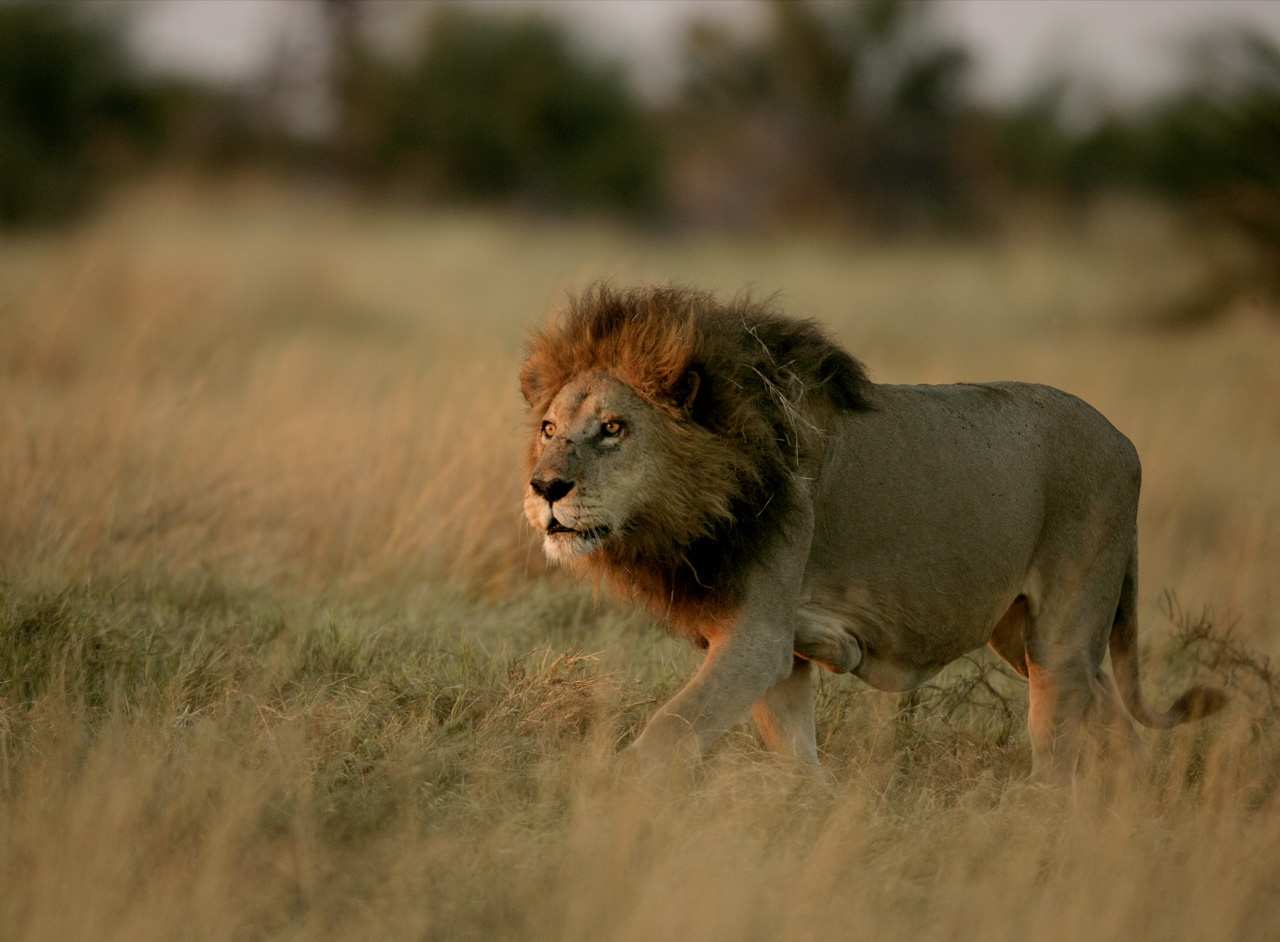 Panthera