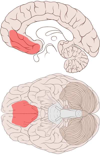 Ventromedial prefrontal cortex Źródło: Wikimedia Commons Historia badań nad vmpfc nierozerwalnie łączy się z życiem jednego z najsłynniejszych pacjentów neurologicznych, czyli z Phineasem Gage m.