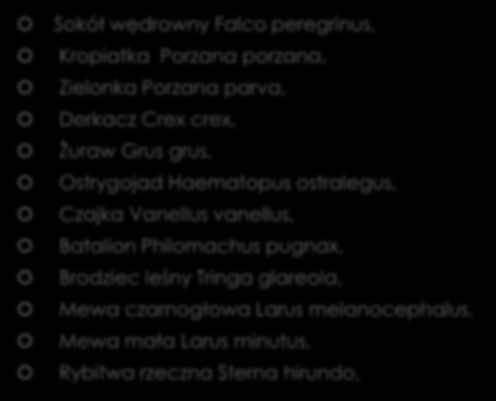 c.d Sokół wędrowny Falco peregrinus, Kropiatka Porzana porzana, Zielonka Porzana parva, Derkacz Crex crex, Żuraw Grus grus, Ostrygojad Haematopus ostralegus, Czajka