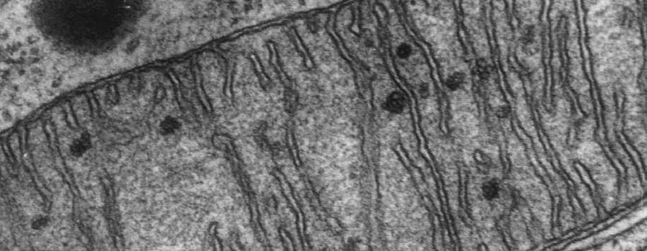 Proteasomy Białka cytozolu są trawione poza lizosomami, przez znajdujące się w cytoplazmie kompleksy enzymatyczne - proteasomy lizosomy peroksysomy endosomy Błona komórkowa 20S 26S pęcherzyki