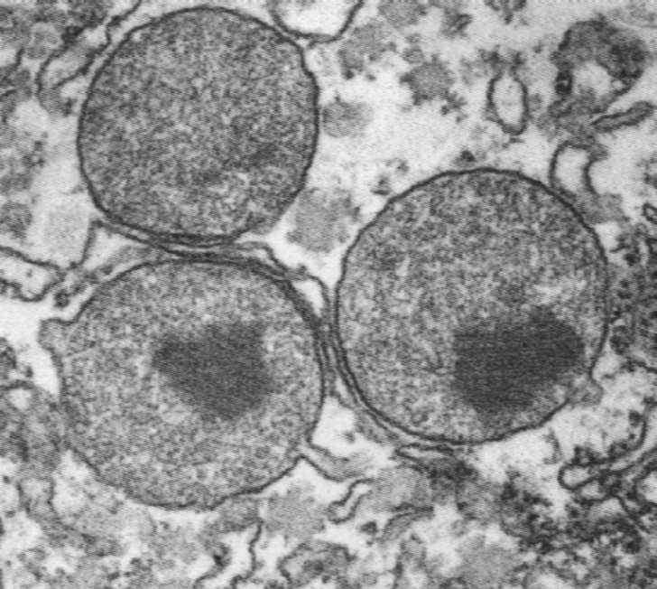 ... Jednak jest on zbyt ubogi, aby zapewnić organelli pełną autonomię Mitochondria mają zatem mozaikowy (semiautonomiczny) charakter podjednostki syntazy ATP podjednostki oksydazy cytochromowej