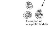 Śmierć komórki: nekroza apoptoza martwica (nekroza) Faza indukcji: apoptoza (zaprogramowana śmierć) Martwica: - przerwanie błony komórkowej - zahamowanie procesów życiowych - autoliza - rozpad