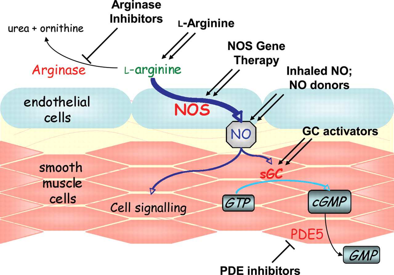 Wazodylatacja zależna od NO NO i erekcja: - mediator komórek nerwowych autonomicznego układu nerwowego - wazodylatacja naczyń prącia Viagra (Sildenafil) = PDE5 inhibitor (NO pełni również funkcję w
