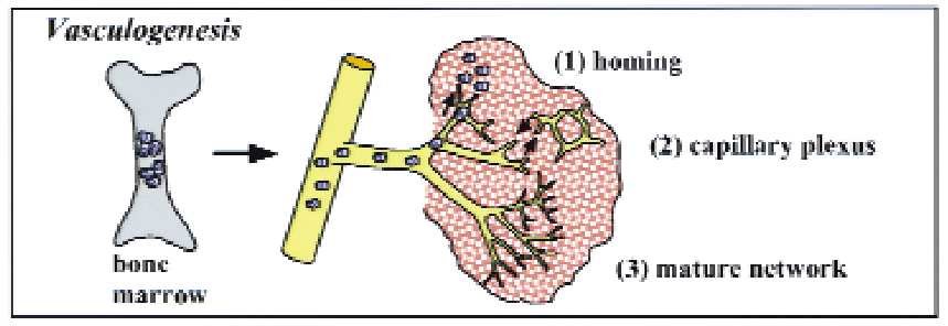 Mechanisms of blood vessels formation paracrine stimulation of endothelial cells (VEGF, bfgf, IL-8