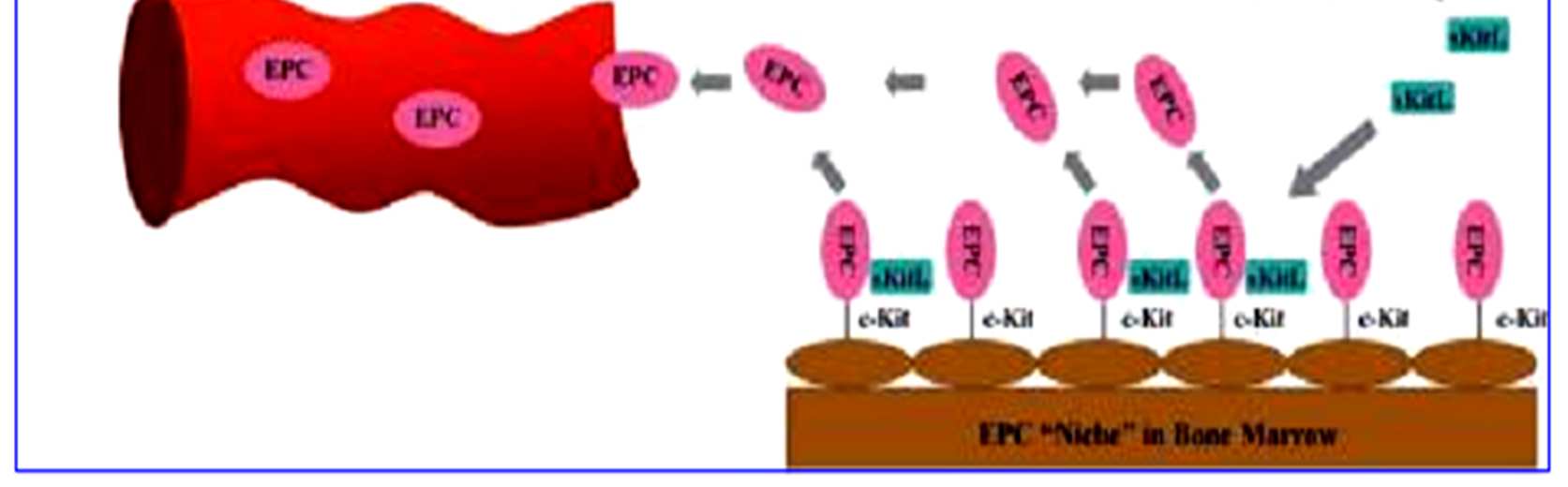 Mobilizacja EPC ze szpiku - EPC: komórki progenitorowe śródbłonka - VEGF: vascular endothelial growth factor -