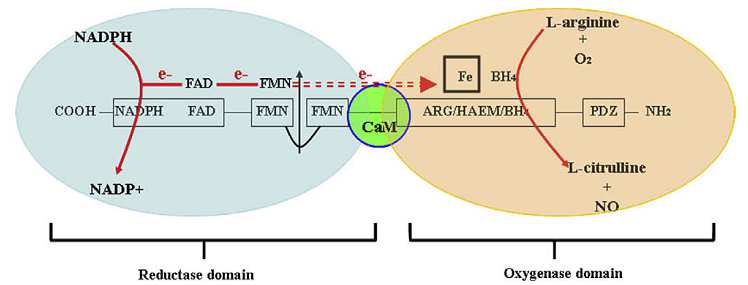 Inhibitory NOS - Mechanizmy inhibicji: * blokowanie miejsca wiązania L-argininy (np. tiocytrulina) * blokowanie miejsca wiązania BH4 (np.