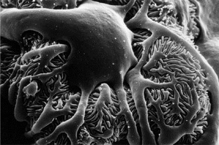 nefrostom AGNATHA KANALIKI nerkowe Petromyzoni larwa minoga Petromyzon kanalik nerkowy naczynie krwionośne naczynie krwionośne podocyty glomerulus moczowód żyła tętnica usuwanie metabolitów