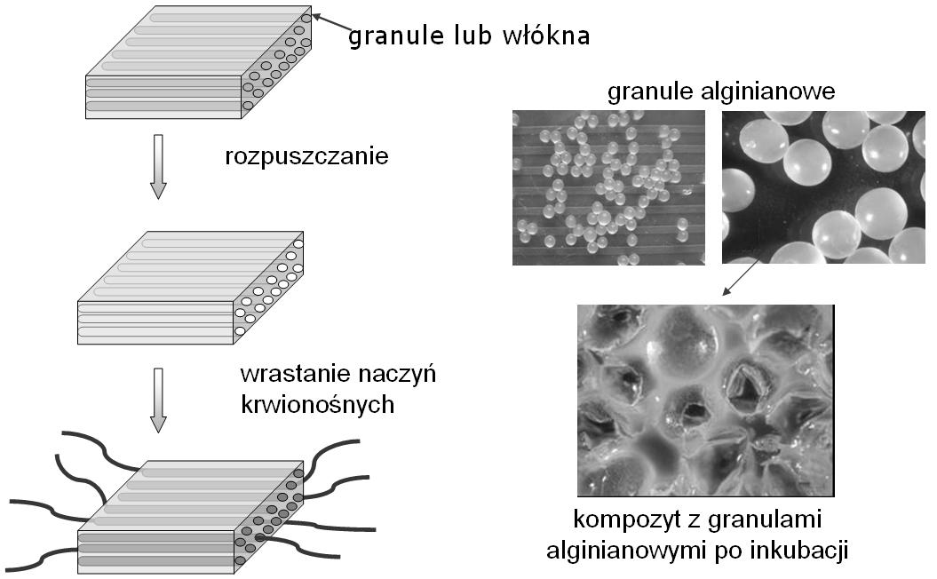 Biomateriały kompozytowe 13 Rys. 26.