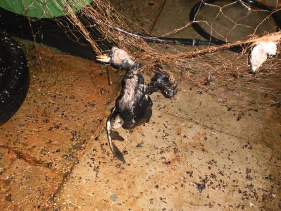 WWF/ W. Wójtowicz WWF/ W. Wójtowicz Długi czas rozkładu Najważniejsze chemicznie grupy włókien, określanych jako włókna syntetyczne, stosowane obecnie do budowy narzędzi połowowych: 1.
