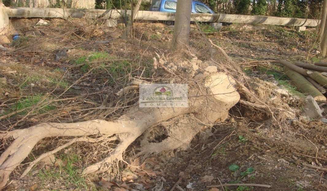Utrudnienia - wady Może wymarzać w naszych warunkach klimatycznych?