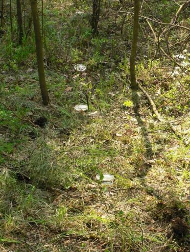 Fauna epigeiczna : skład taksonomiczny, zagęszczenie, biomasa, grupy