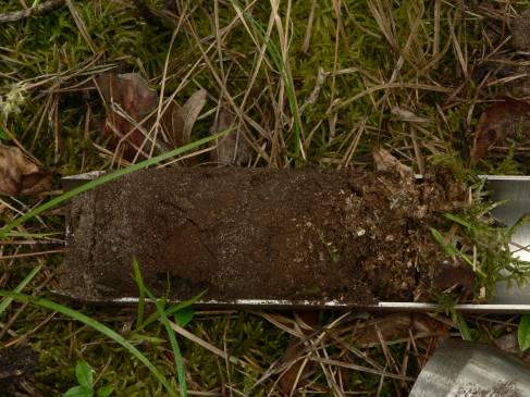 6. Opis i analiza profilu glebowego, zwartość węgla w terenie: wykonanie wykopu profilu glebowego, pobranie