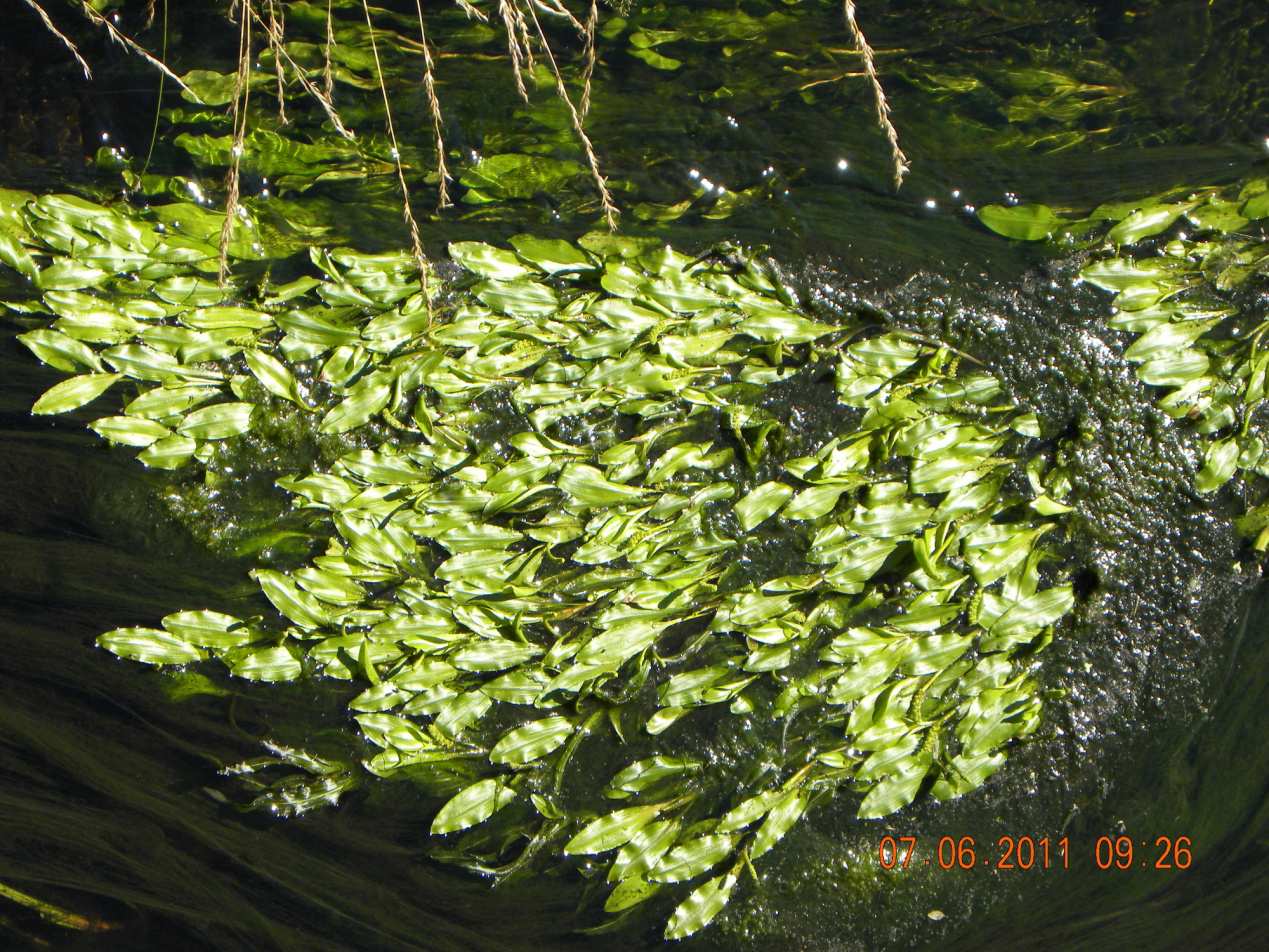 The new locality of Ranunculetum fluitantis! 51 The width of the stream at its lower course is max. 2 m. Its flow its limited by steep banks along the entire length.