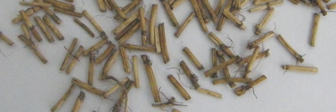 Inżynieria Rolnicza 5(130)/2011 WYKORZYSTANIE SUSZARKI FONTANNOWEJ DO SUSZENIA ROZŁOGÓW PERZU WŁAŚCIWEGO Mariusz Surma, Stanisław Peroń, Klaudiusz Jałoszyński, Marta Pasławska Instytut Inżynierii