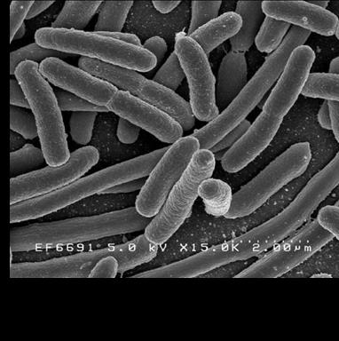 Clostridium; Patogeny oportunistyczne Bakterie nitryfikacyjne i