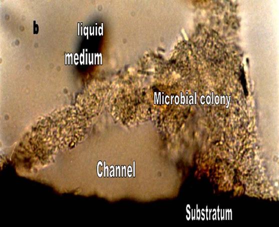CHARAKTERYSTYKA BIOFILMU