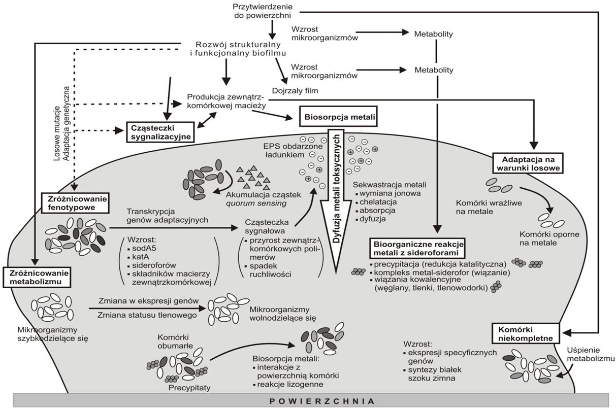 CHARAKTERYSTYKA BIOFILMU Złożone
